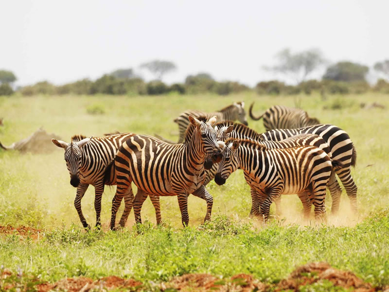 Ol Pejeta and Nanyuki
