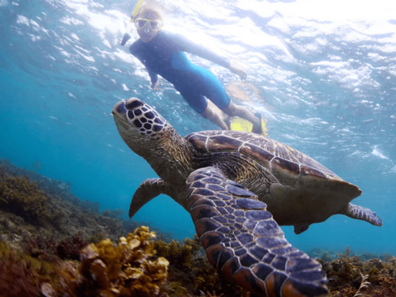 Kisite Mpunguti Marine National Park