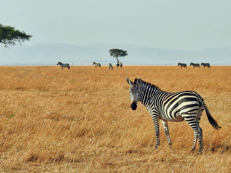 Serengeti
