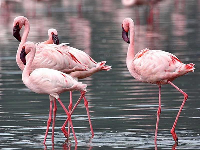 Lake Nakuru National Park