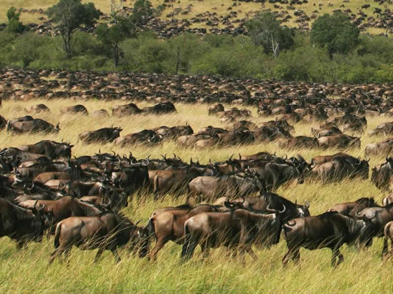 Masai Mara Game Reserve