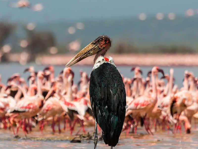 Lake Naivasha