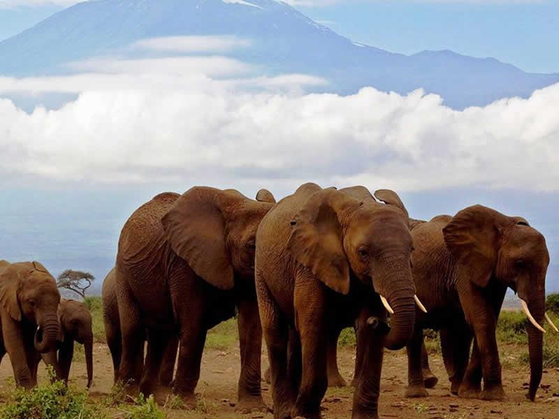 Amboseli National Park