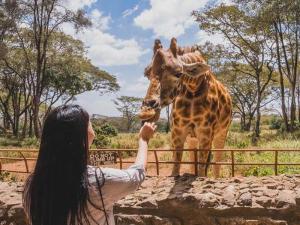 A beautiful day interacting with giraffes at the Giraffe Centre (Nairobi).