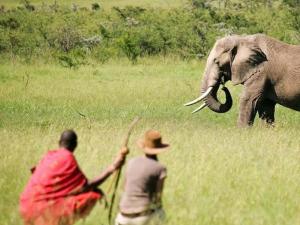 Close up of a majestic elephant in the Maasai Mara.