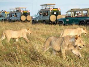 A pride of lionesses at the Maasai Mara National Reserve.