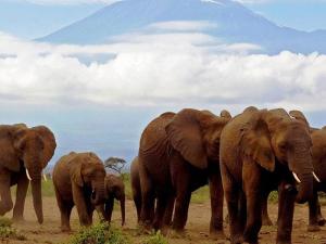 A sight to behold (Amboseli National Park).