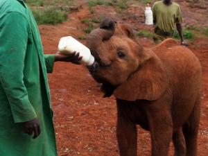 An excursion to Sheldrick Trust on our Nairobi City tours.