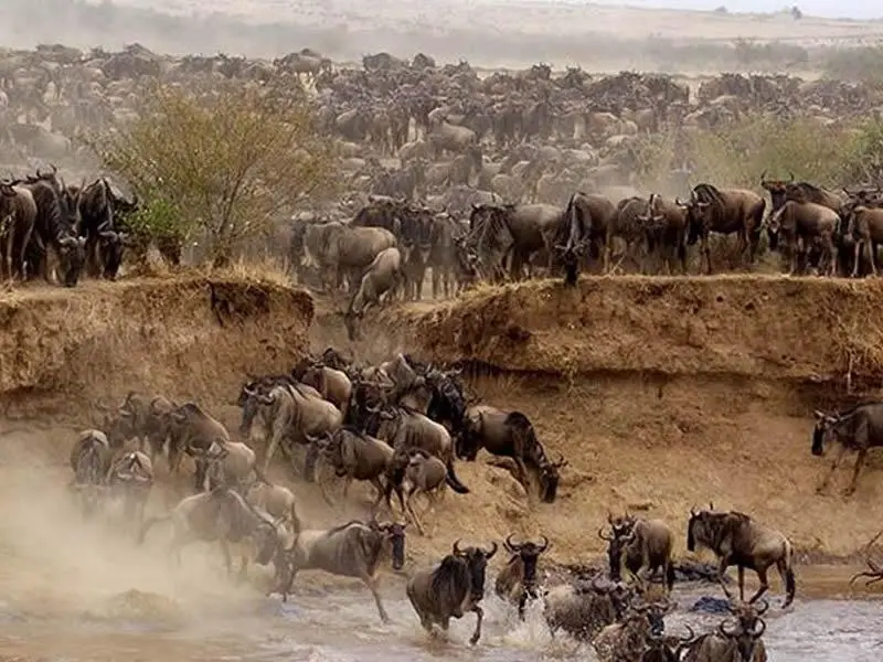 4 Days, 3 Nights Masai Mara Safari