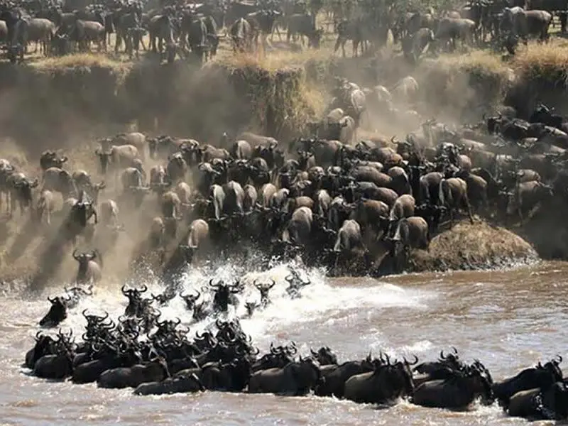 3 Days, 2 Nights Kenya Migration Safari