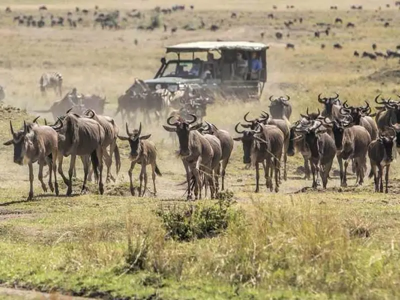 1 Day Maasai Boma Day Tour