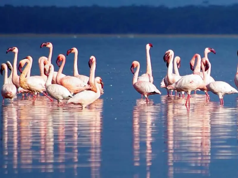 1 Day Lake Nakuru Trip