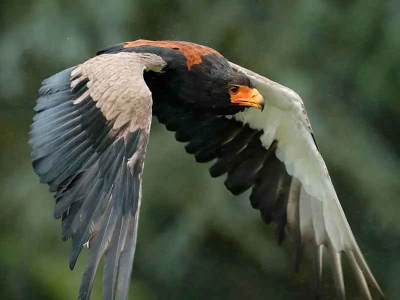 7 Days, 6 Nights Kenya Birding Safari