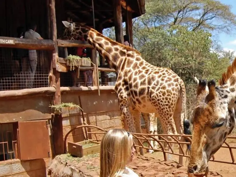 1 Day Giraffe Centre